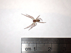 Araneus talipedatus