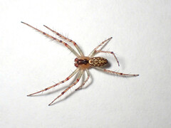 Araneus talipedatus