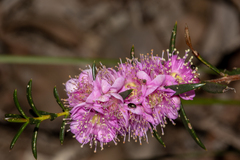Hypocalymma robustum