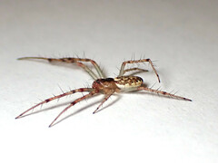 Araneus talipedatus