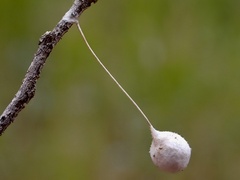 Tamopsis