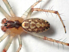 Araneus talipedatus