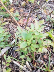 Vaccinium cespitosum