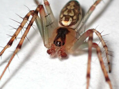 Araneus talipedatus
