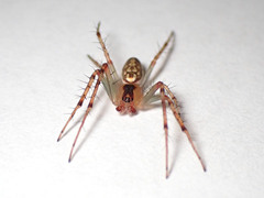 Araneus talipedatus