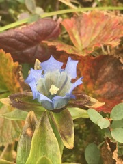 Gentiana platypetala