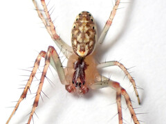 Araneus talipedatus
