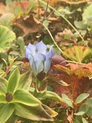 Gentiana platypetala