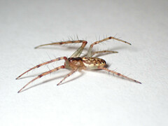 Araneus talipedatus