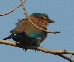 Coracias benghalensis