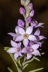 Philotheca spicata
