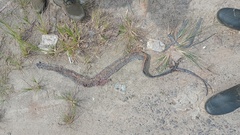 Coelognathus flavolineatus