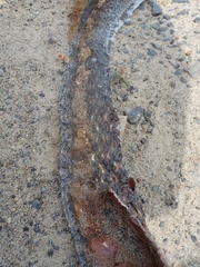 Coelognathus flavolineatus