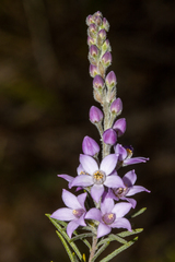 Philotheca spicata