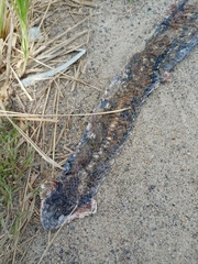 Coelognathus flavolineatus