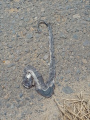 Homalopsis buccata