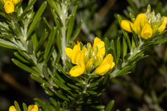 Genista linifolia