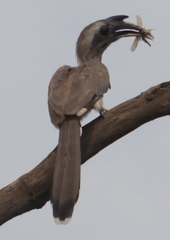 Ocyceros birostris