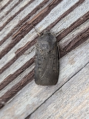 Euxoa velleripennis