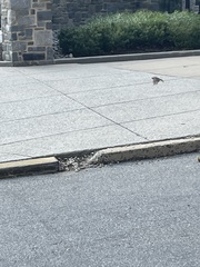 Passer domesticus