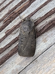 Euxoa velleripennis