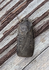 Euxoa velleripennis