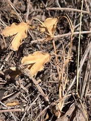 Calochortus amabilis
