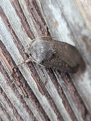Euxoa velleripennis
