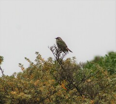 Chrysococcyx basalis