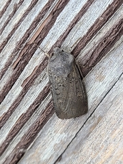 Euxoa velleripennis