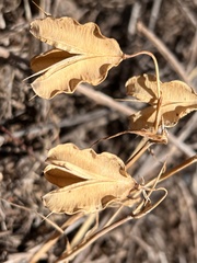 Calochortus amabilis