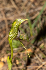 Pterostylis barbata