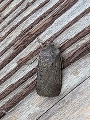 Euxoa velleripennis