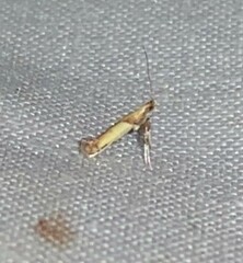 Caloptilia