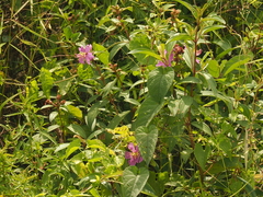 Melastoma malabathricum
