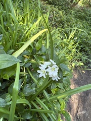 Allium triquetrum