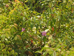 Melastoma malabathricum