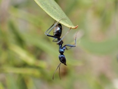 Iridomyrmex lividus