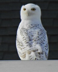 Bubo scandiacus