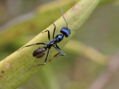Iridomyrmex lividus