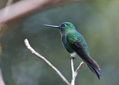 Eriocnemis nigrivestis