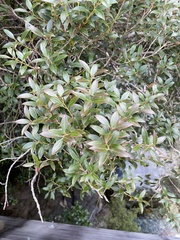 Metrosideros umbellata