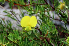 Gompholobium virgatum