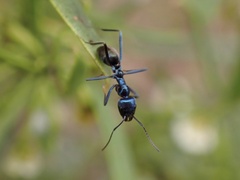 Iridomyrmex lividus