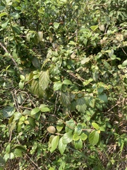 Viburnum luzonicum