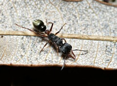 Myrmecia chrysogaster