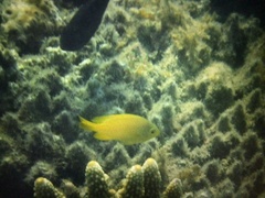 Pomacentrus moluccensis