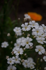 Gypsophila elegans