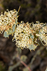 Hakea amplexicaulis
