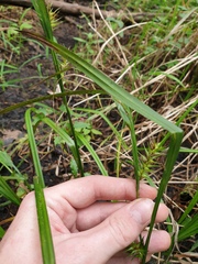 Carex lupulina